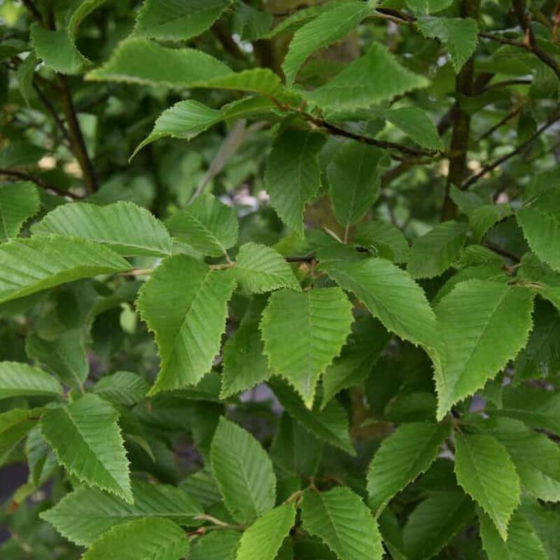 Carpinus betulus 'Fastigiata' 18-20 EHS